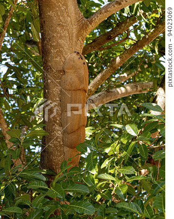 Warrior Wasp Nest Warrior Wasp Nest 94023069