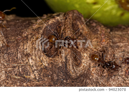 Adult Cecropia Ants Adult Cecropia Ants 94023078