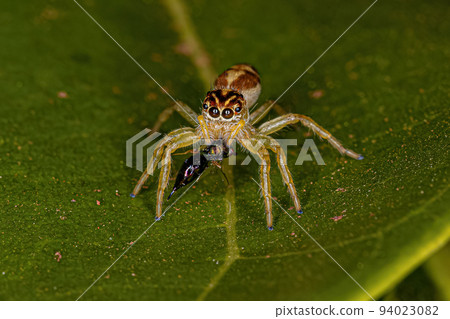 Small Jumping Spider Small Jumping Spider 94023082