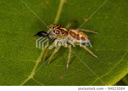 Small Jumping Spider Small Jumping Spider 94023084