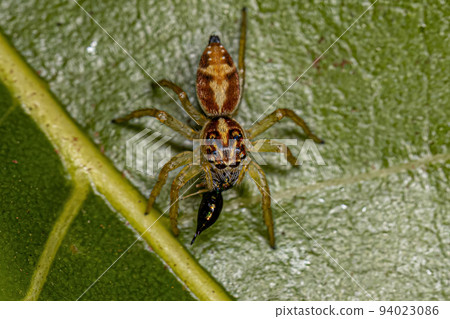 Small Jumping Spider Small Jumping Spider 94023086