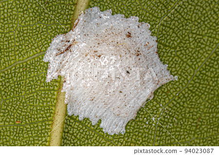 Brochosomes for eggs of insects Brochosomes for eggs of insects 94023087