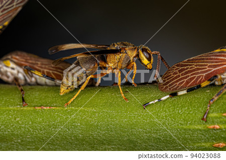 Adult Paper Wasp Adult Paper Wasp 94023088