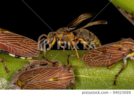 Adult Paper Wasp 94023089