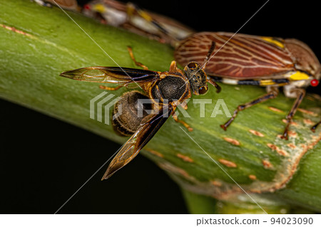 Adult Paper Wasp 94023090