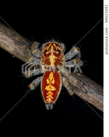 Adult Female Jumping Spider 94023091