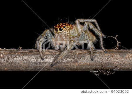 Adult Female Jumping Spider 94023092