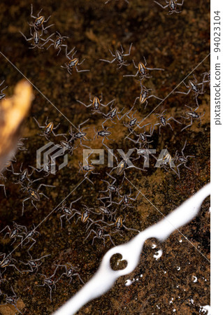 Small Ripple Bugs Small Ripple Bugs 94023104