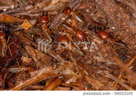 Adult Jawsnouted Termites 94023105
