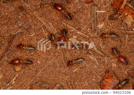 Adult Jawsnouted Termites Adult Jawsnouted Termites 94023106