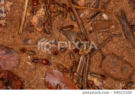 Adult Jawsnouted Termites 94023108