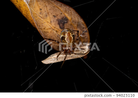 Adult Female Comb footed Platform Spider 94023110