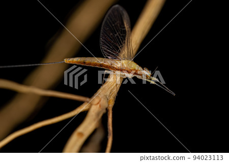 Adult Female Mayfly Insect Adult Female Mayfly Insect 94023113