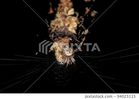 Small Trashline Orbweaver Spider Small Trashline Orbweaver Spider 94023115