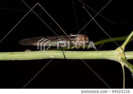 Adult Limoniid Crane Fly Adult Limoniid Crane Fly 94023116