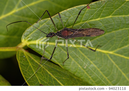 Adult Assassin Bug Adult Assassin Bug 94023118