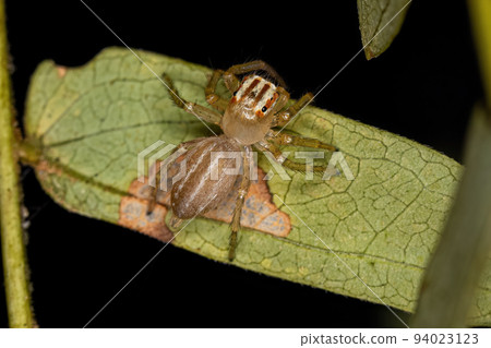 Small Male Jumping Spider Small Male Jumping Spider 94023123