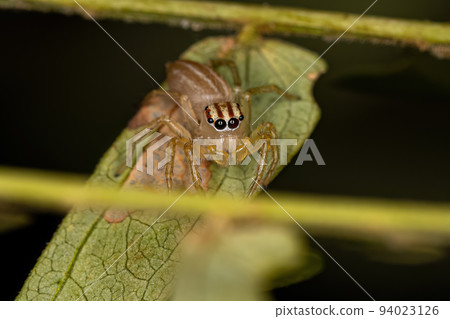 Small Male Jumping Spider 94023126