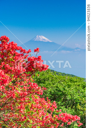 (Shizuoka) Rhododendron blooms on Mt. Daruma Plateau Mt. Fuji over the sea (Shizuoka) Rhododendron blooms on Mt. Daruma Plateau Mt. Fuji over the sea 94023836