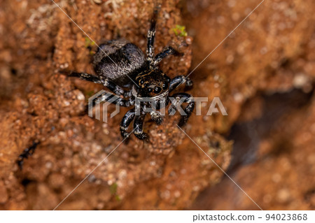 Small jumping spider Small jumping spider 94023868