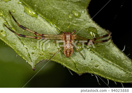 Adult Male Crab Spider Adult Male Crab Spider 94023888