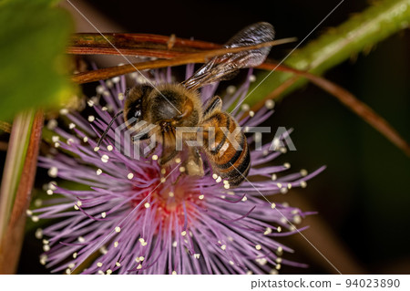 Adult Female Western Honey Bee 94023890