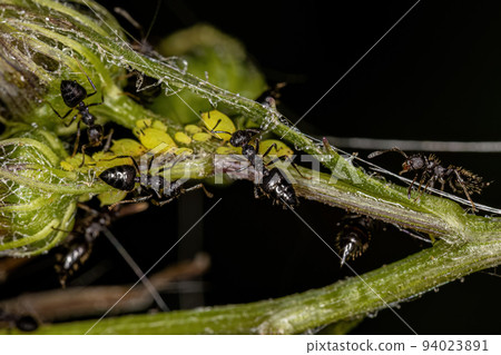 Adult Female Cocktail Ants with small aphids insects 94023891