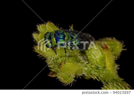 Adult Cuckoo Wasp 94023897