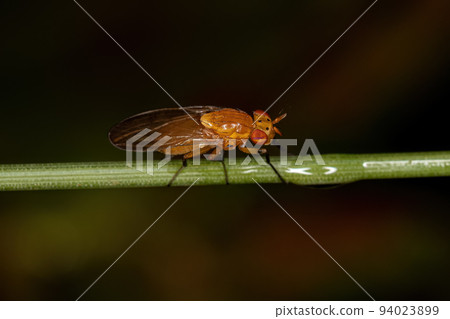 Adult Lauxaniid Fly 94023899