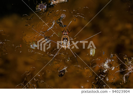 Typical Water Strider Typical Water Strider 94023904
