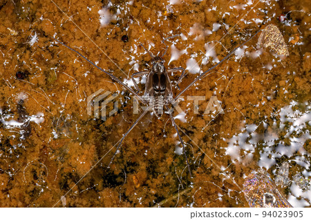 Typical Water Strider Typical Water Strider 94023905