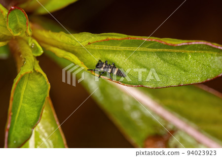 Lady Beetle Larvae Lady Beetle Larvae 94023923