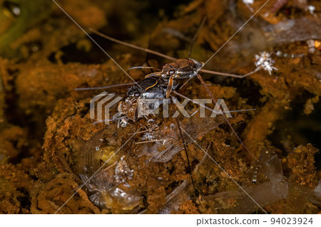 Typical Water Strider 94023924