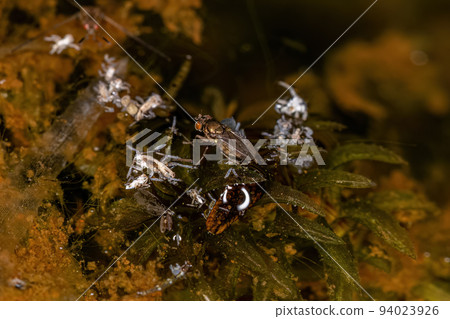 Adult Shore Fly 94023926