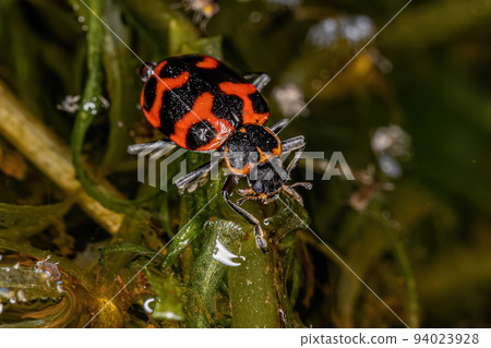 Adult Lady Beetle Adult Lady Beetle 94023928