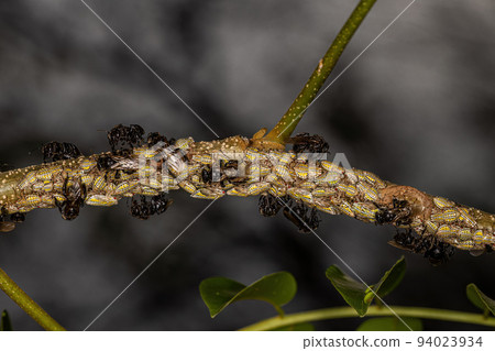 Adult Stingless Bee with Aetalionid Treehopper Insects Adult Stingless Bee with Aetalionid Treehopper Insects 94023934