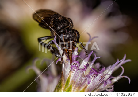 Adult Stingless Bee 94023937