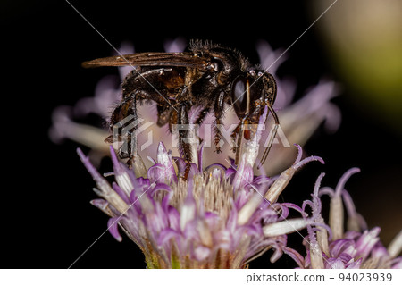 Adult Stingless Bee 94023939