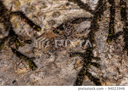 small jumping spider 94023946