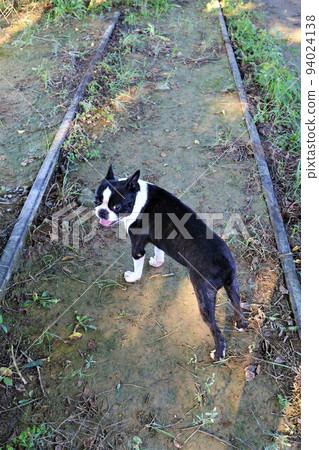 可愛的波士頓梗犬 Mighty-kun 在停產的西武阿比納線散步時回頭看♡ 94024138