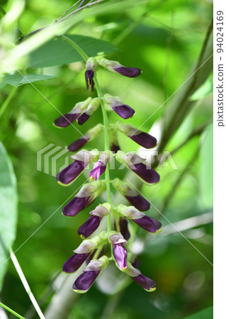Mucuna bean flower Mucuna bean flower 94024169