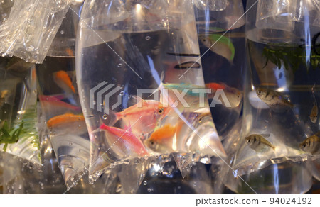 Goldfish and tropical fish sold with oxygen in a plastic bag in Hong Kong's Tsunagai (Goldfish Street) 94024192