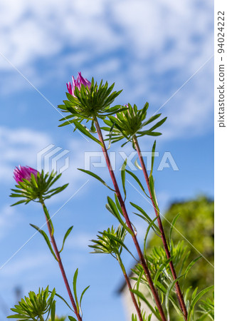 Heads of red asters in the garden Heads of red asters in the garden 94024222