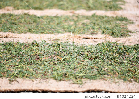 曬乾的木島 94024224