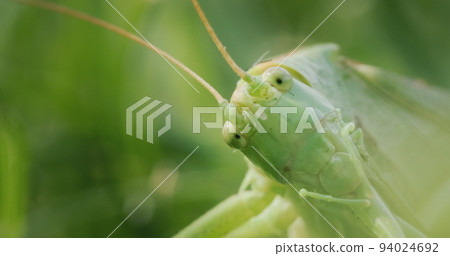 Big green locust eating grass, 4k macro video Big green locust eating grass, 4k macro video 94024692
