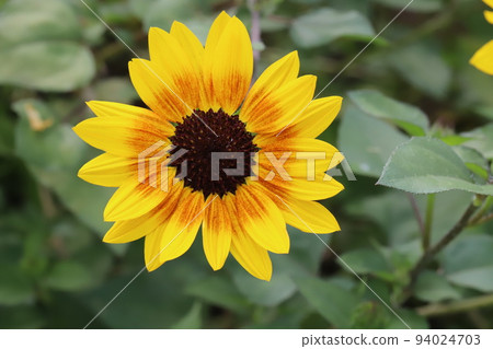 日本秋季花園中盛開的金光菊黃花 日本秋季花園中盛開的金光菊黃花 94024703