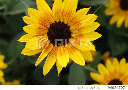 日本秋季花園中盛開的金光菊黃花 94024707