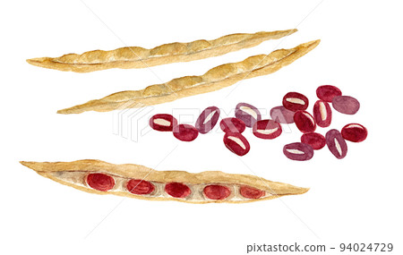小豆手繪水彩插圖 94024729