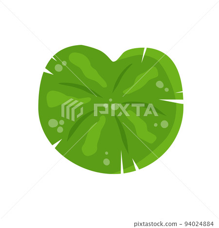 Water lily in pond. River plant. Green leaves. Nature of swamp, scenery of lake. Water lily in pond. River plant. Green leaves. Nature of swamp, scenery of lake. 94024884