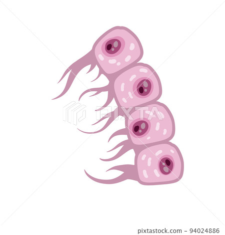 Cell of human organism. Layer of epidermis. Scientific material for education. Cartoon flat illustration. Skin system. Cell of human organism. Layer of epidermis. Scientific material for education. Cartoon flat illustration. Skin system. 94024886